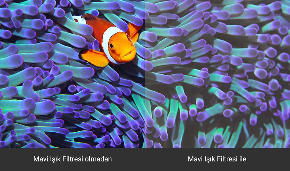 ASUS ProArt PA148CTV Monitör h10