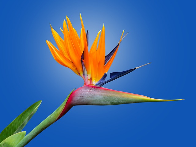 Image #1 from Mesude Güler